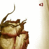 Rozen Avatars 