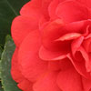 Rozen Avatars 