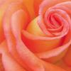Rozen Avatars 