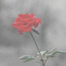 Rozen Avatars 