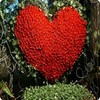 Rozen Avatars 