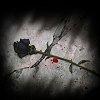 Rozen Avatars 