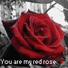 Rozen Avatars 