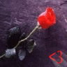 Rozen Avatars 