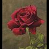 Rozen Avatars 