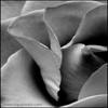 Rozen Avatars 