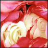 Rozen Avatars 
