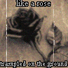 Rozen Avatars 