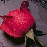 Rozen Avatars 