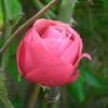 Rozen Avatars 