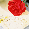 Rozen Avatars 