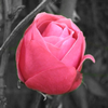 Rozen Avatars 