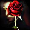 Rozen Avatars 