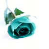 Rozen Avatars 