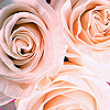 Rozen Avatars 