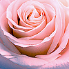 Rozen Avatars 