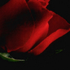 Rozen Avatars 