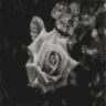 Rozen Avatars 