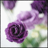 Rozen Avatars 