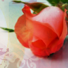 Rozen Avatars 