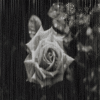 Rozen Avatars 