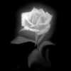Rozen Avatars 
