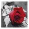 Rozen Avatars 