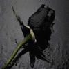 Rozen Avatars 