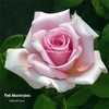 Rozen Avatars 
