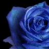Rozen Avatars 