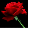 Rozen Avatars 