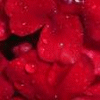 Rozen Avatars 