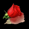 Rozen Avatars 