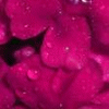 Rozen Avatars 