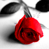 Rozen Avatars 