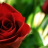 Rozen Avatars 