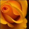 Rozen Avatars 