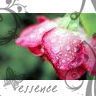 Rozen Avatars 
