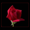 Rozen Avatars 
