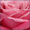 Rozen Avatars 
