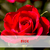 Rozen Avatars 