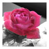 Rozen Avatars 