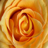Rozen Avatars 