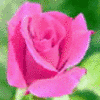 Rozen Avatars 