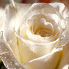 Rozen Avatars 