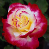 Rozen Avatars 