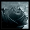 Rozen Avatars 