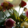 Rozen Avatars 