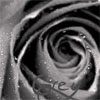 Rozen Avatars 