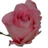 Rozen Avatars 